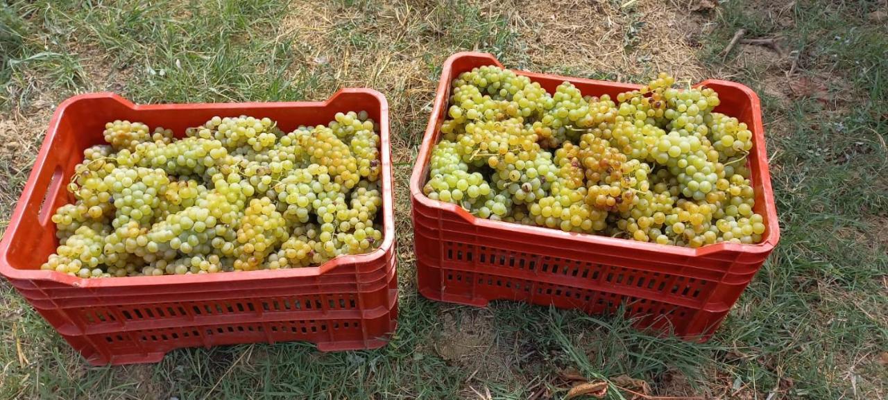 אקווי טרמה 1929 Wine Food Relax Agriturismo מראה חיצוני תמונה